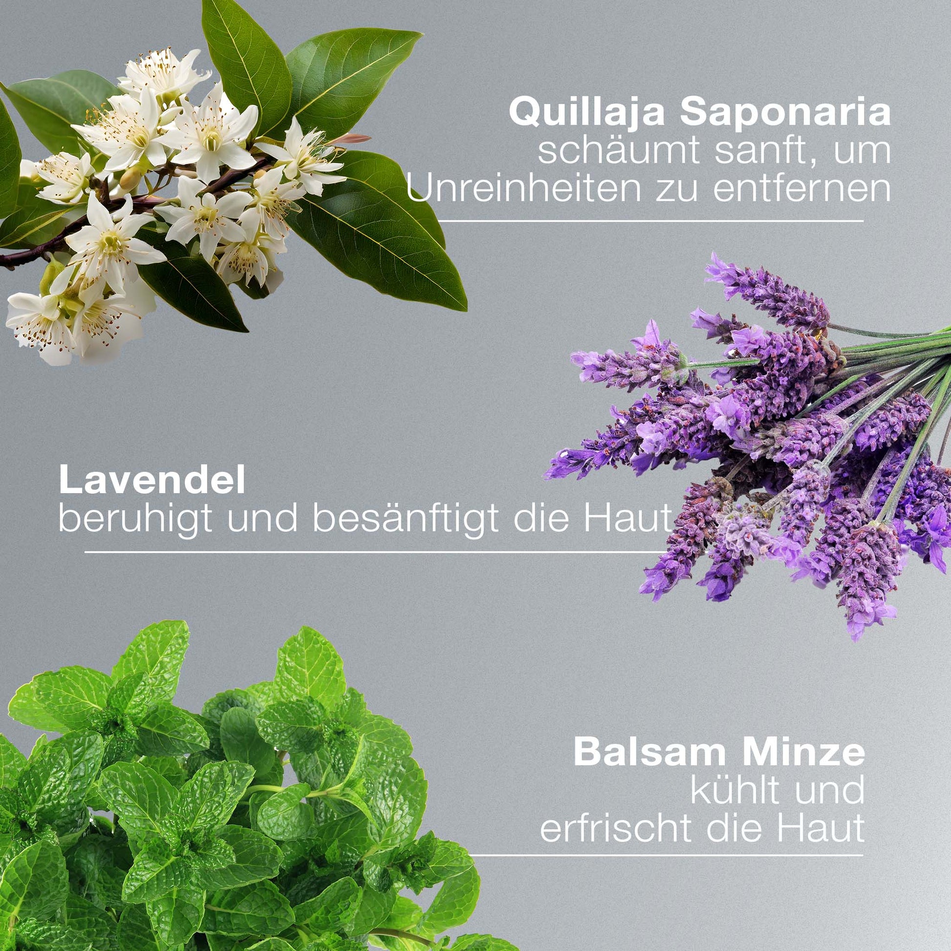 Nahaufnahmen von Quillaja saponaria-Blüten, Lavendel und Melisse mit deutschem Text, der die sanfte, pH-neutrale, seifenfreie Reinigung des Special Cleansing Gel und seine beruhigende, kühlende Wirkung auf die Haut beschreibt.